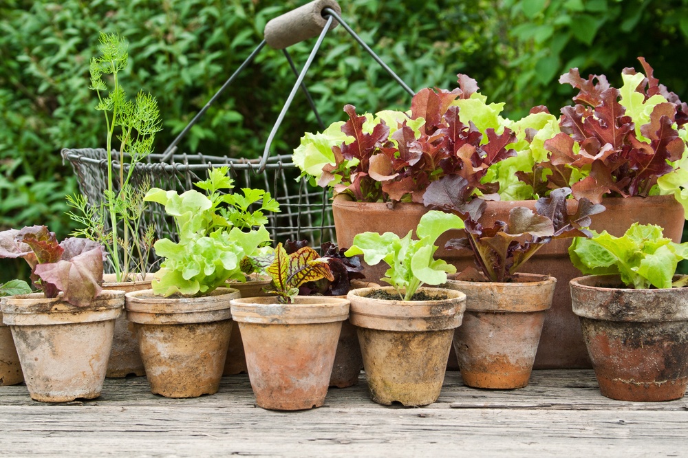 Vegetables growing in pots